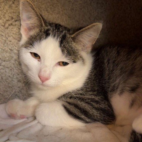 Lee, an adoptable Domestic Short Hair in Wadena, MN, 56482 | Photo Image 1