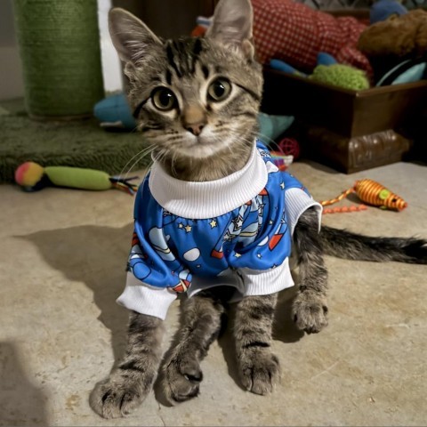 Link, an adoptable Domestic Short Hair in Fredericksburg, TX, 78624 | Photo Image 1