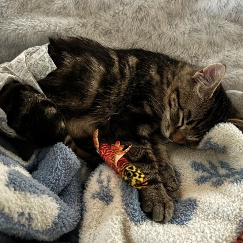 Link, an adoptable Domestic Short Hair in Fredericksburg, TX, 78624 | Photo Image 2