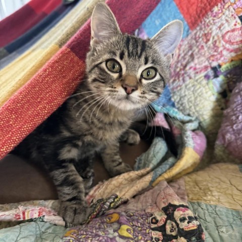 Link, an adoptable Domestic Short Hair in Fredericksburg, TX, 78624 | Photo Image 6