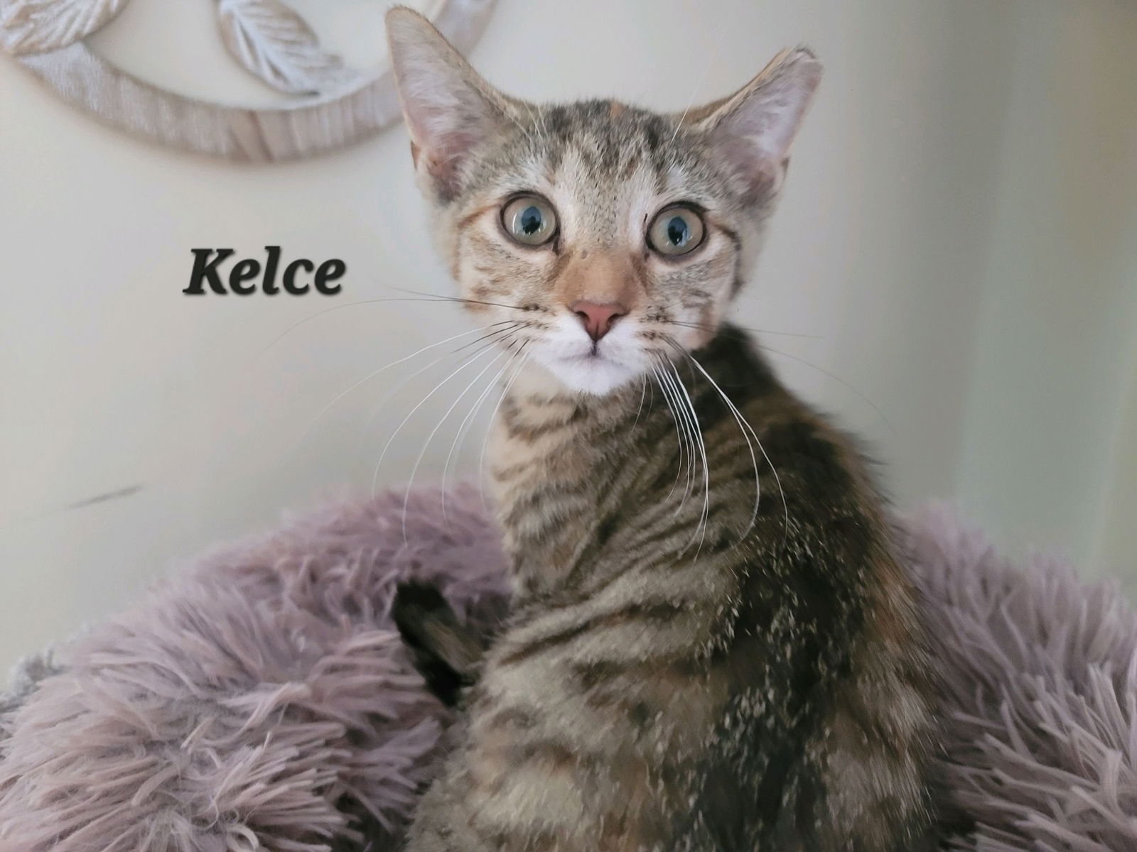 Kelce (24-645)