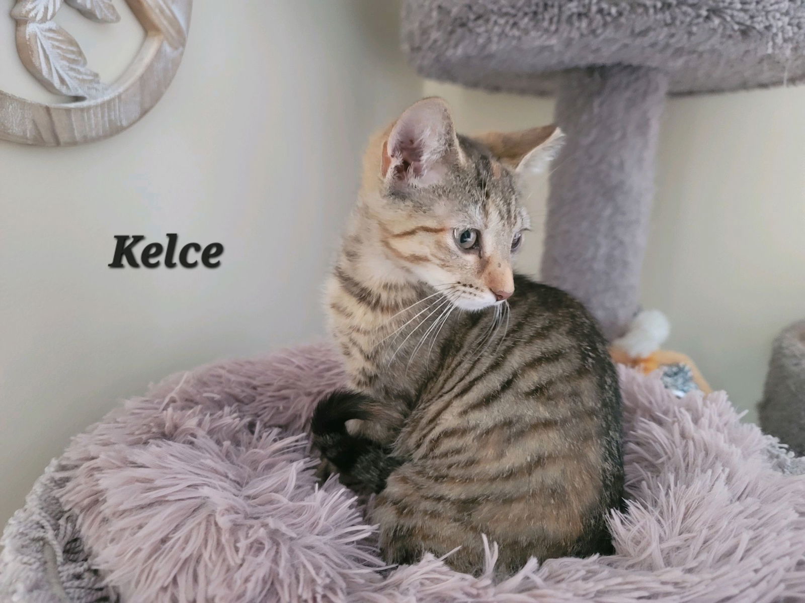 Kelce (24-645)