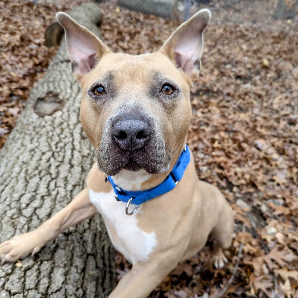 Marina - In Foster, an adoptable American Staffordshire Terrier in Grand Rapids, MI, 49503 | Photo Image 1