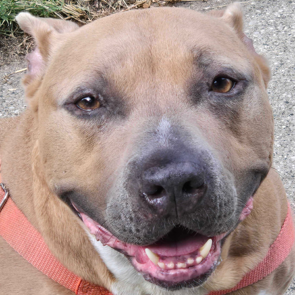 Marina - In Foster, an adoptable American Staffordshire Terrier in Grand Rapids, MI, 49503 | Photo Image 1