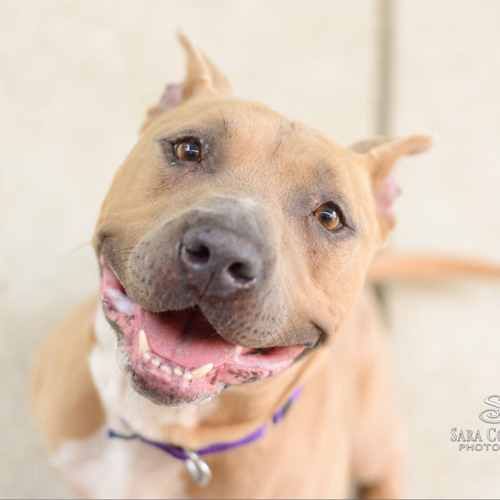 Marina - In Foster, an adoptable American Staffordshire Terrier in Grand Rapids, MI, 49503 | Photo Image 1