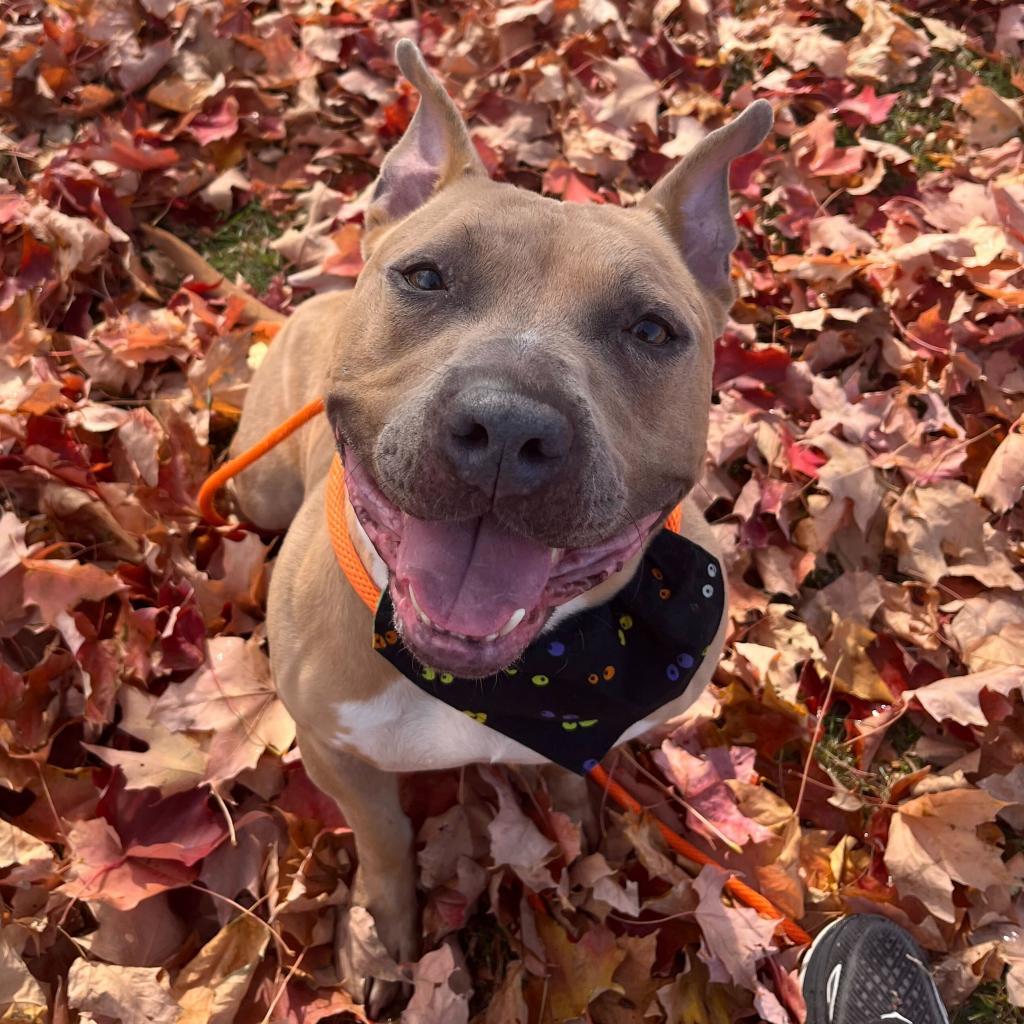Marina - In Foster, an adoptable American Staffordshire Terrier in Grand Rapids, MI, 49503 | Photo Image 2