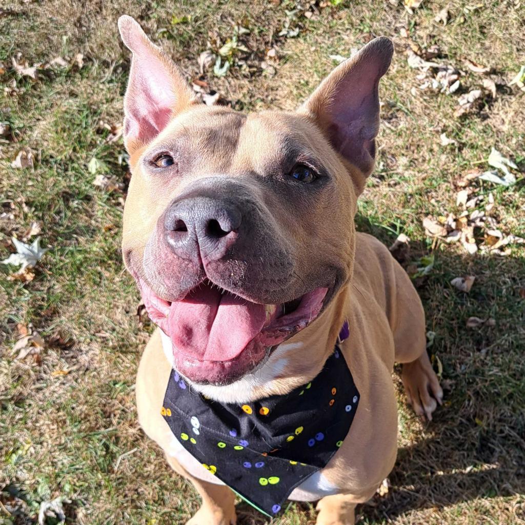 Marina - In Foster, an adoptable American Staffordshire Terrier in Grand Rapids, MI, 49503 | Photo Image 3