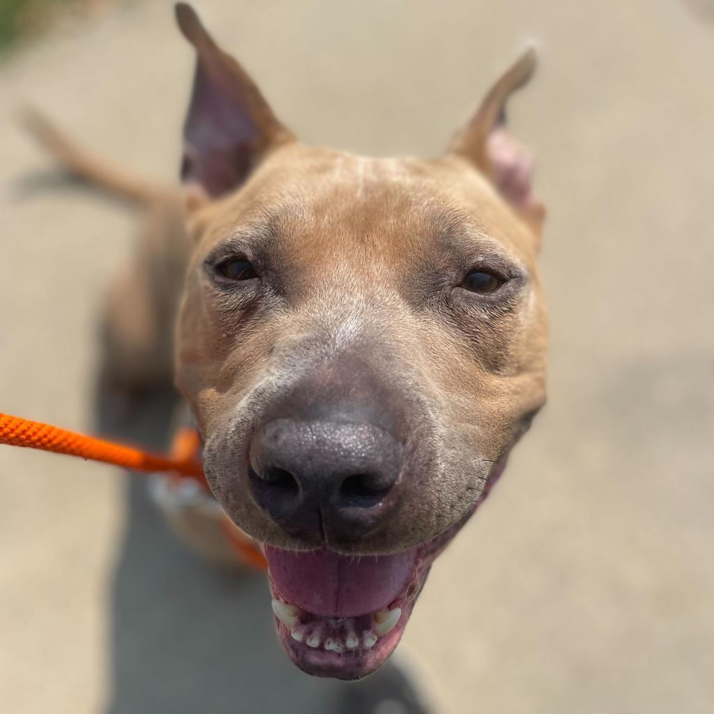 Marina - In Foster, an adoptable American Staffordshire Terrier in Grand Rapids, MI, 49503 | Photo Image 4