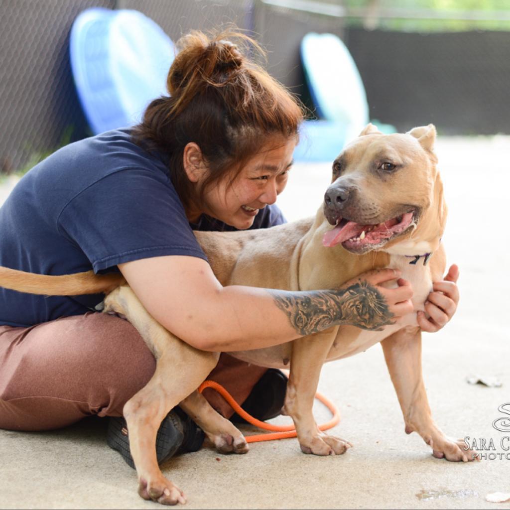 Marina - In Foster, an adoptable American Staffordshire Terrier in Grand Rapids, MI, 49503 | Photo Image 5