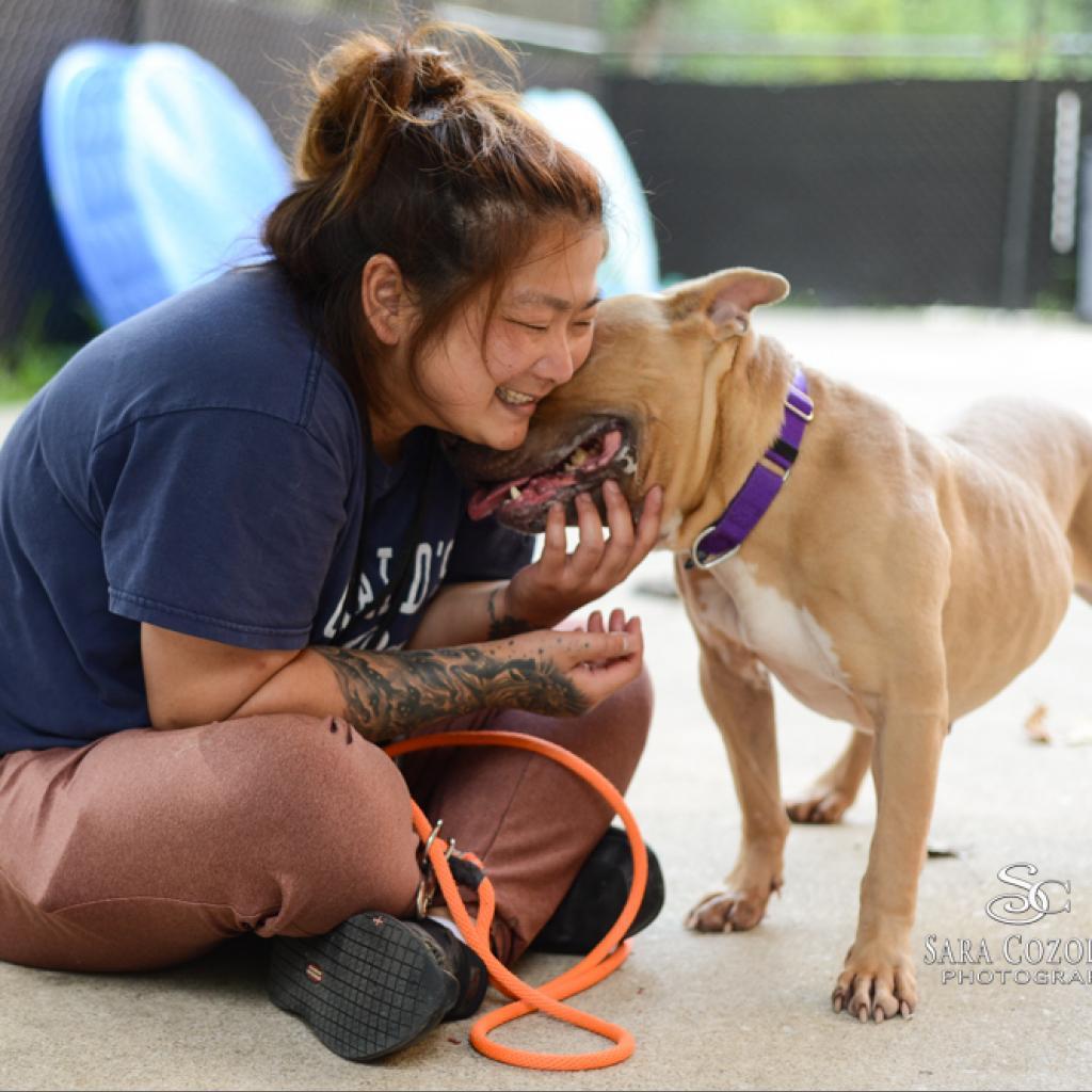 Marina - In Foster, an adoptable American Staffordshire Terrier in Grand Rapids, MI, 49503 | Photo Image 6