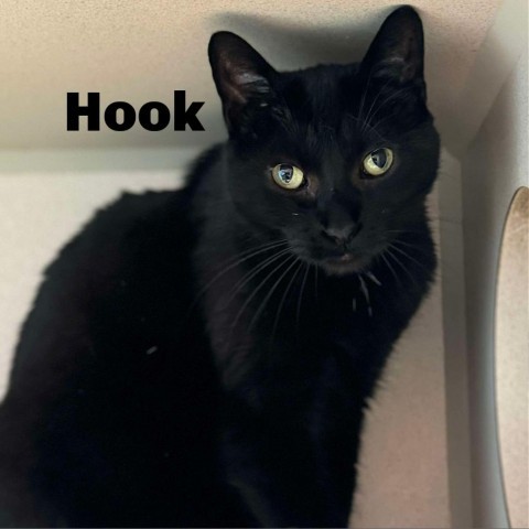 Hook 240589, an adoptable Domestic Short Hair in Escanaba, MI, 49829 | Photo Image 1