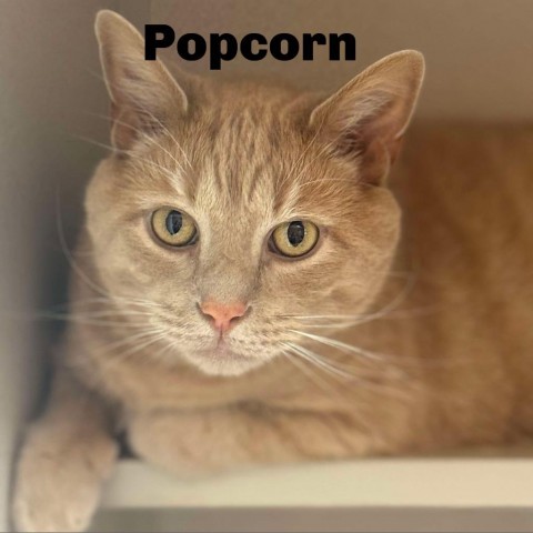 Popcorn 240590, an adoptable Domestic Short Hair in Escanaba, MI, 49829 | Photo Image 1