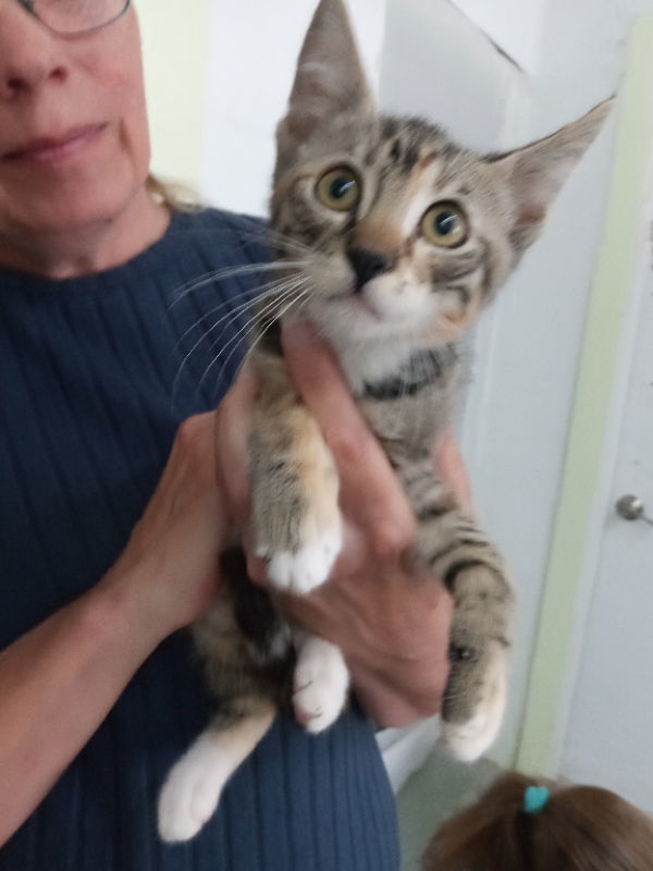 Heather, an adoptable Torbie in Alturas, CA, 96101 | Photo Image 1