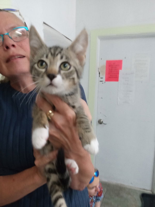 Hank, an adoptable Domestic Short Hair, Tabby in Alturas, CA, 96101 | Photo Image 1