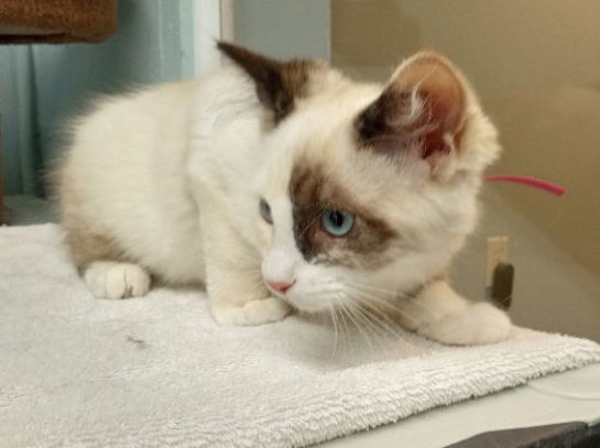 Ultra, an adoptable Domestic Short Hair in Alturas, CA, 96101 | Photo Image 1