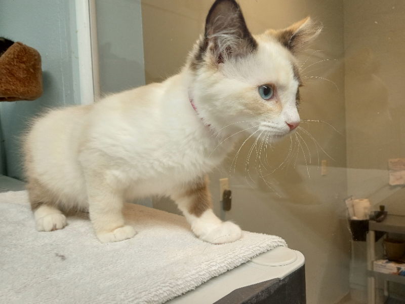 Ultra, an adoptable Domestic Short Hair in Alturas, CA, 96101 | Photo Image 2