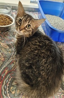 Red, an adoptable Domestic Medium Hair in Granbury, TX, 76048 | Photo Image 1