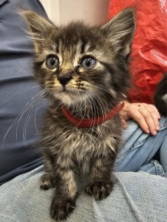 Red, an adoptable Domestic Medium Hair in Granbury, TX, 76048 | Photo Image 3