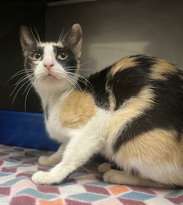 Lyssa, an adoptable Domestic Short Hair in Granbury, TX, 76048 | Photo Image 1