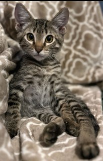 Astro, an adoptable Domestic Short Hair in Granbury, TX, 76048 | Photo Image 1