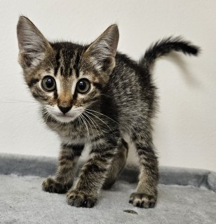 Astro, an adoptable Domestic Short Hair in Granbury, TX, 76048 | Photo Image 2