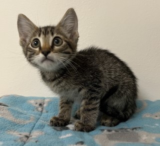 Astro, an adoptable Domestic Short Hair in Granbury, TX, 76048 | Photo Image 3