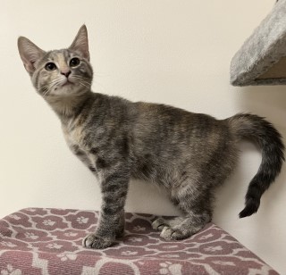 Ayla, an adoptable Domestic Short Hair in Granbury, TX, 76048 | Photo Image 2