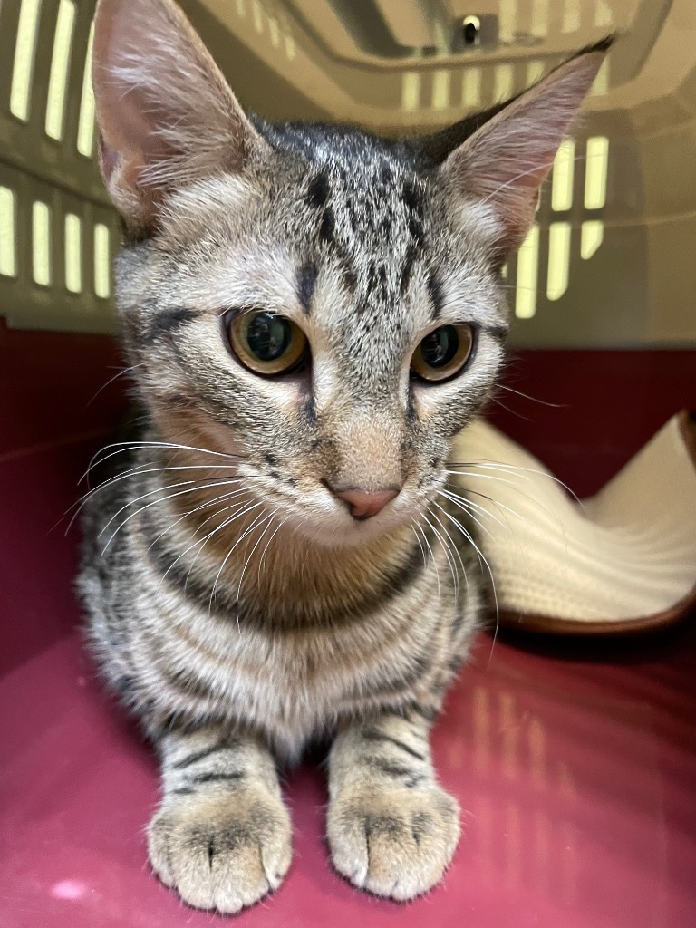 Jack, an adoptable Domestic Short Hair in Hot Springs, AR, 71901 | Photo Image 1