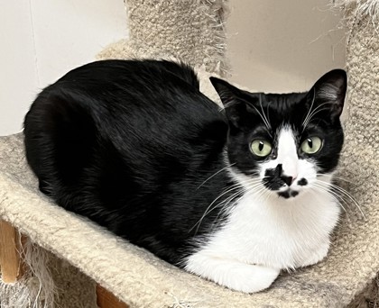 Saki, an adoptable Domestic Short Hair in Hastings, MN, 55033 | Photo Image 1