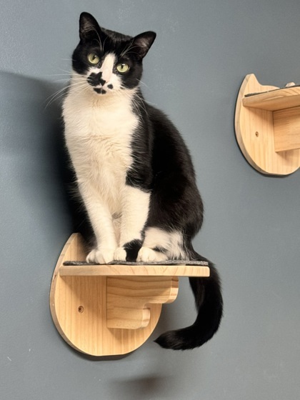 Saki, an adoptable Domestic Short Hair in Hastings, MN, 55033 | Photo Image 2