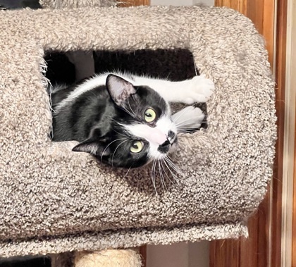 Saki, an adoptable Domestic Short Hair in Hastings, MN, 55033 | Photo Image 3