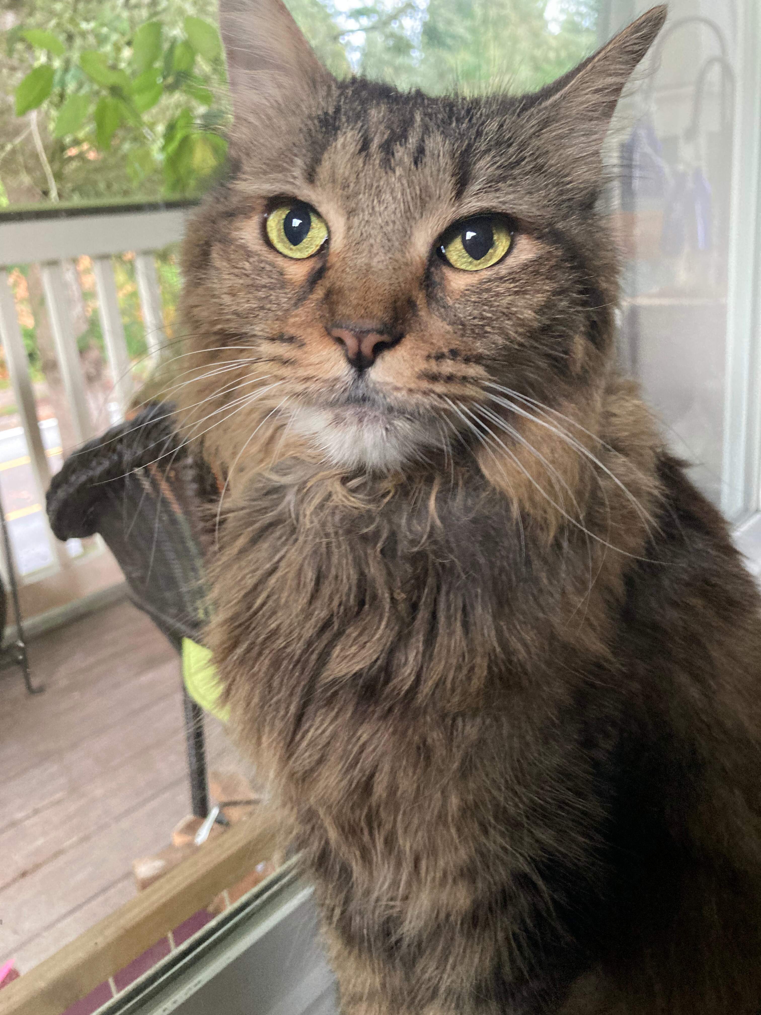 Lily, an adoptable Domestic Medium Hair in Bothell, WA, 98012 | Photo Image 1