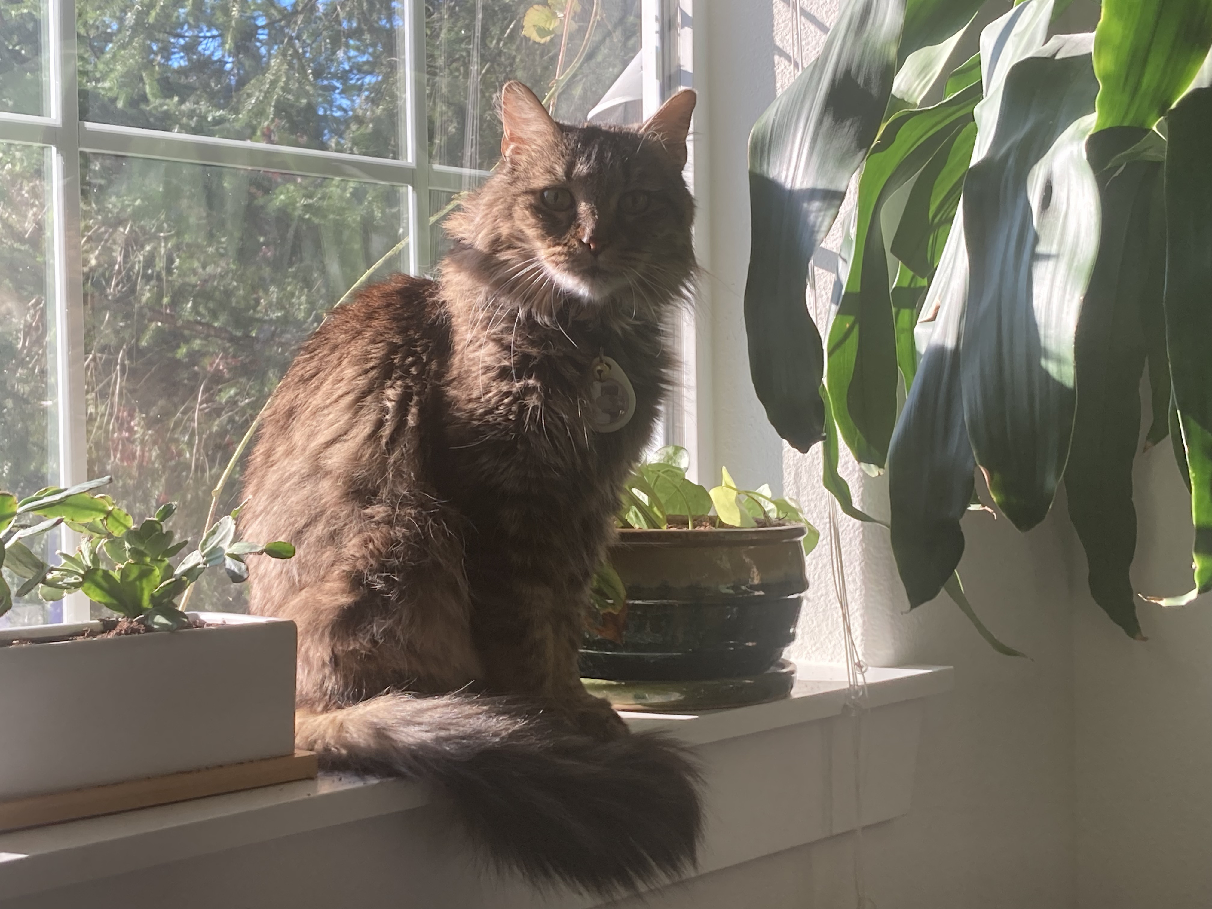 Lily, an adoptable Domestic Medium Hair in Bothell, WA, 98012 | Photo Image 2