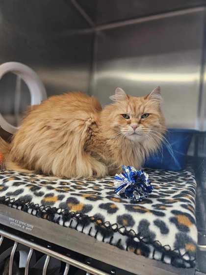 Simon *Front declawed*, an adoptable Domestic Long Hair, Domestic Short Hair in Rhinelander, WI, 54501 | Photo Image 1