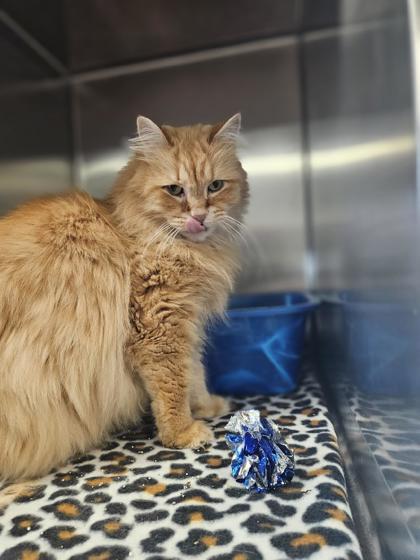 Simon *Front declawed*, an adoptable Domestic Long Hair, Domestic Short Hair in Rhinelander, WI, 54501 | Photo Image 2