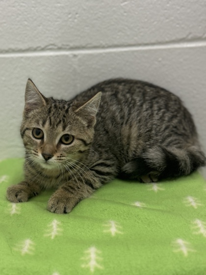 Strawberry, an adoptable Domestic Short Hair in Harbor Springs, MI, 49740 | Photo Image 1