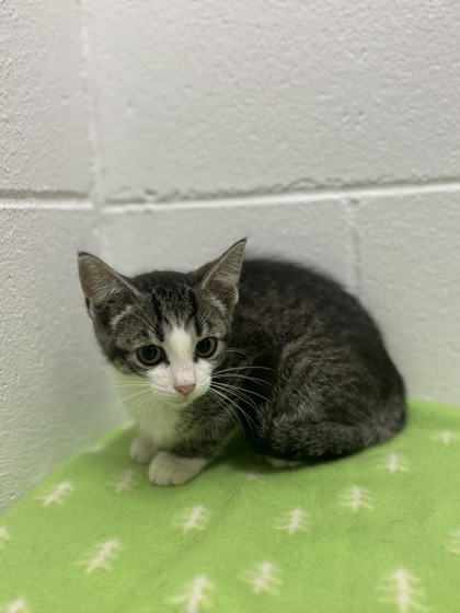 Watermelon, an adoptable Domestic Short Hair in Harbor Springs, MI, 49740 | Photo Image 1