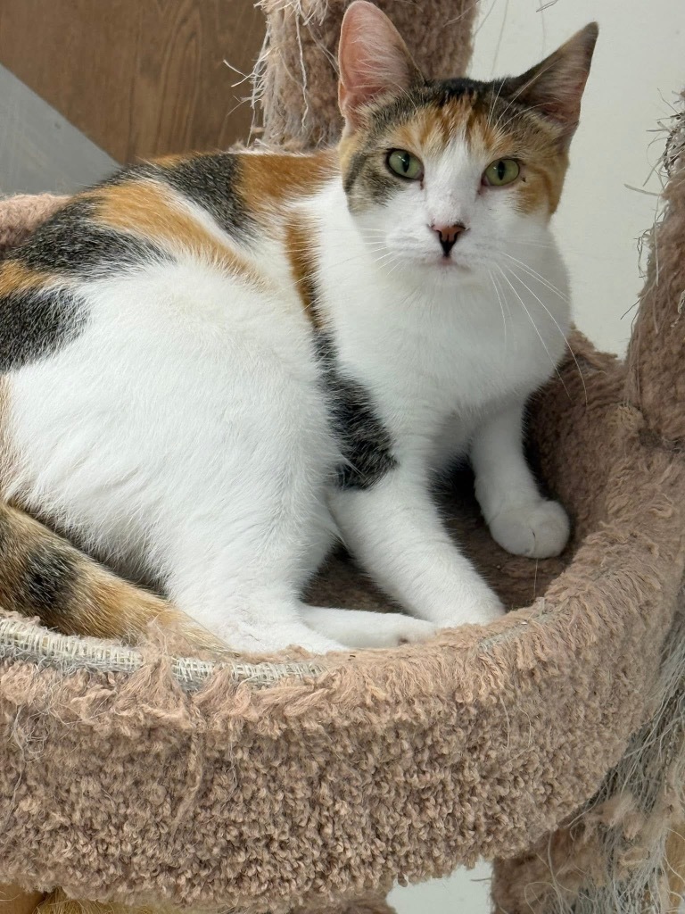 Eloise