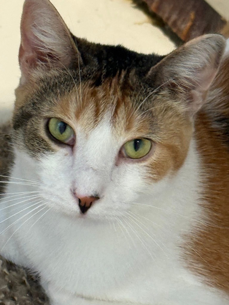 Eloise