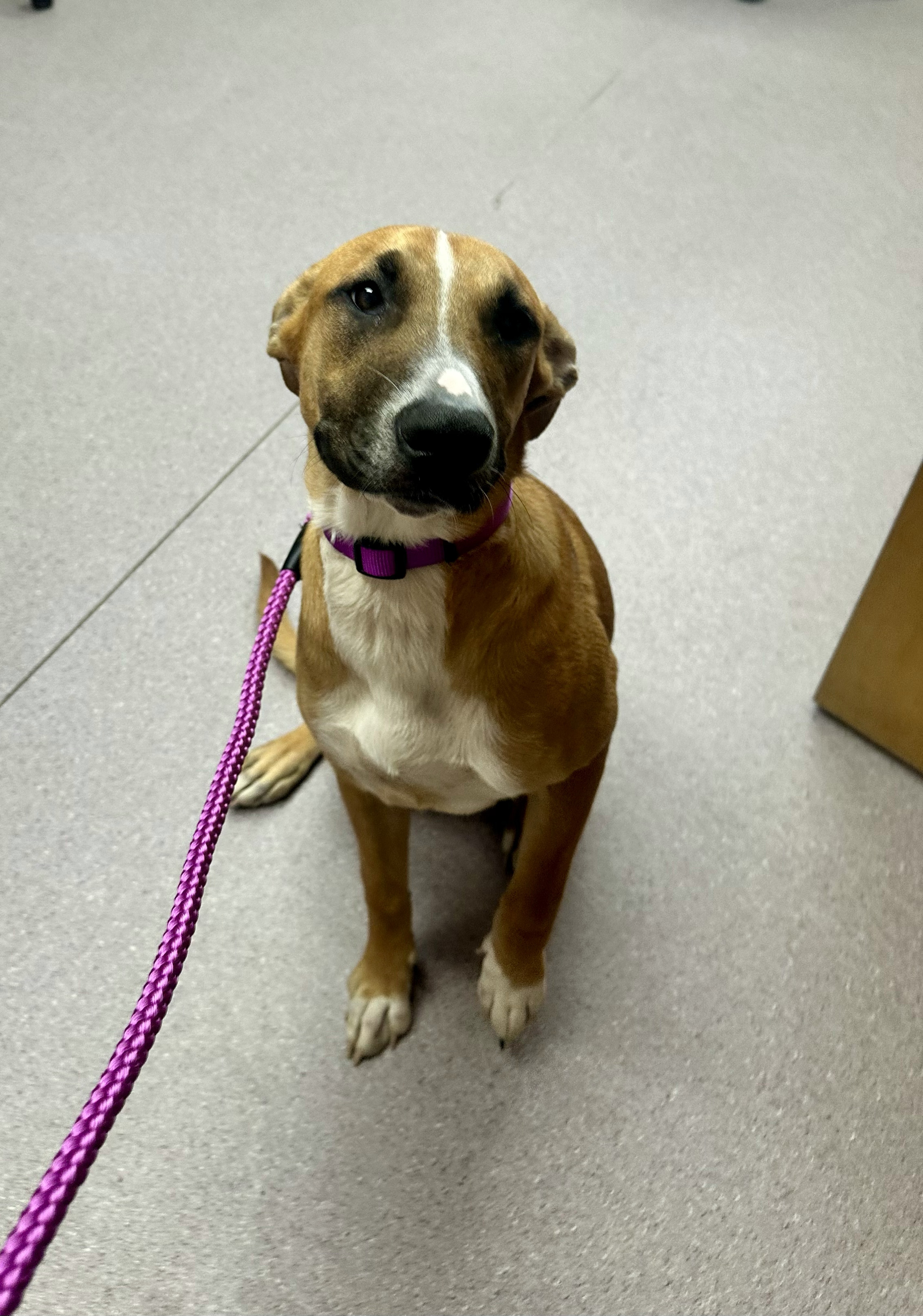 Mackenzie, an adoptable Pit Bull Terrier, German Shepherd Dog in Glover, VT, 05839 | Photo Image 1