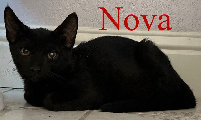 Nova