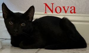Nova, Baby Female unknown