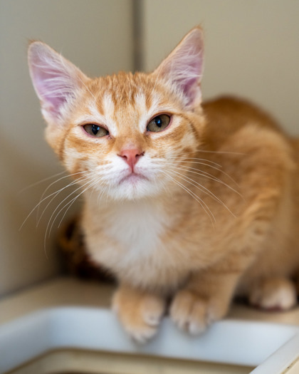 The Bad, an adoptable Domestic Short Hair in Pequot Lakes, MN, 56472 | Photo Image 1