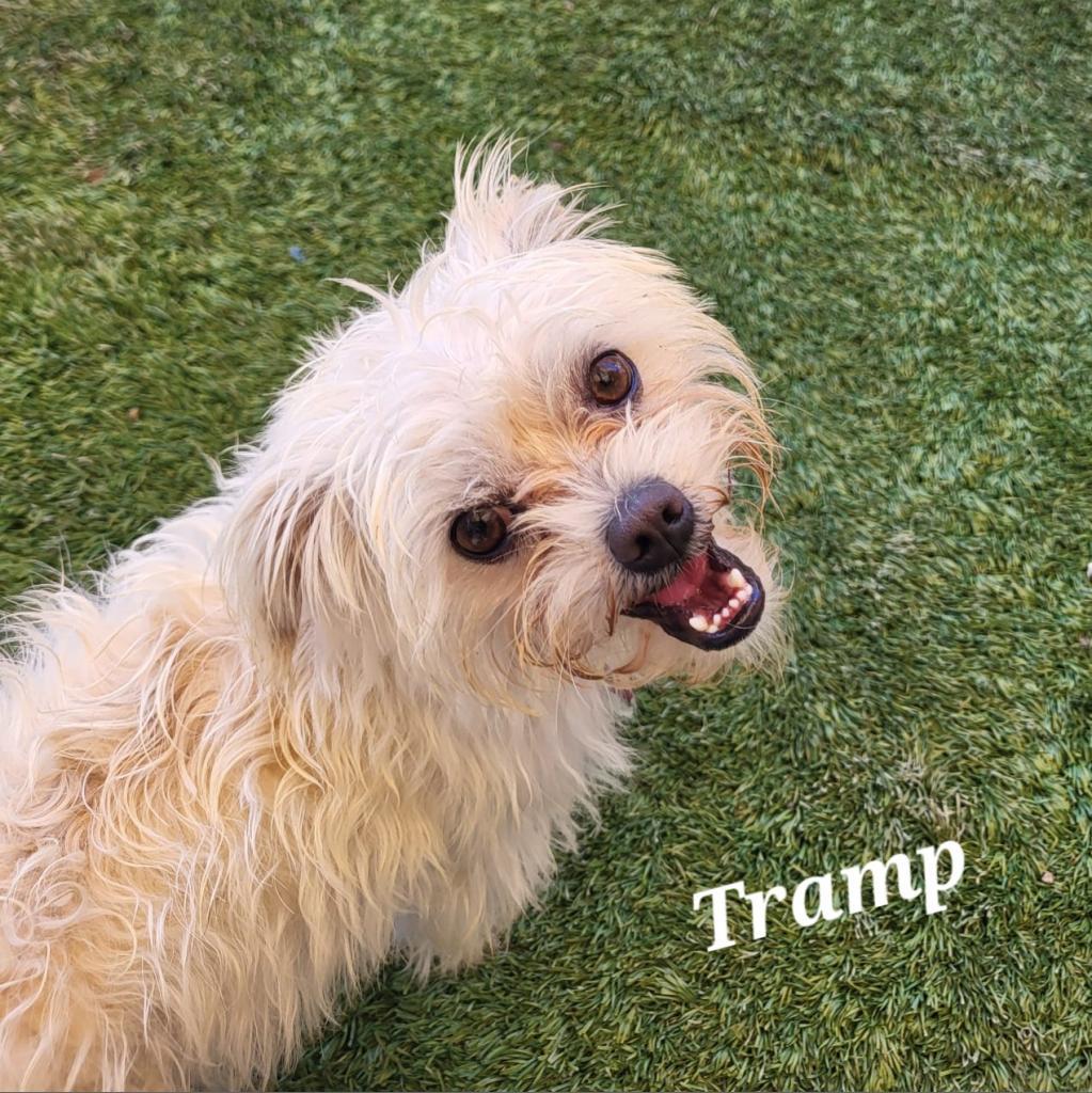 Tramp