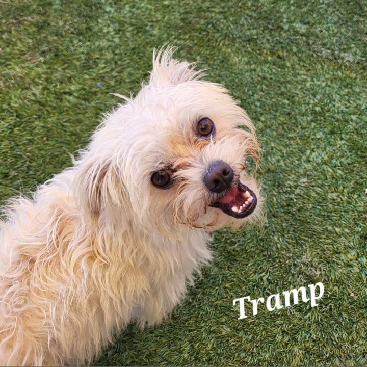 Tramp 2