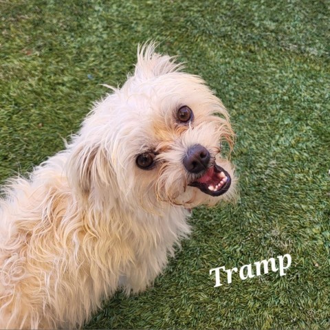 Tramp