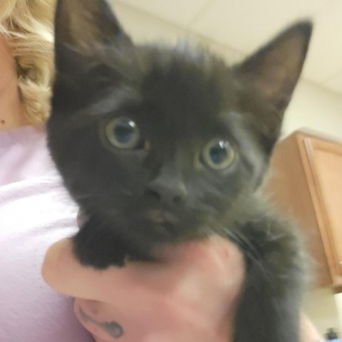 Obsidian- 053104S, an adoptable Domestic Short Hair in Tupelo, MS, 38801 | Photo Image 1