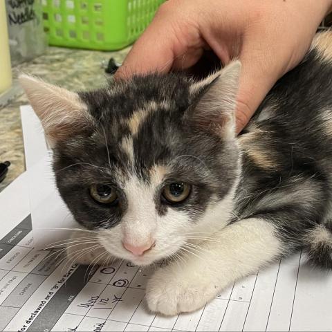 Gertie - 070208S, an adoptable Domestic Short Hair in Tupelo, MS, 38801 | Photo Image 2