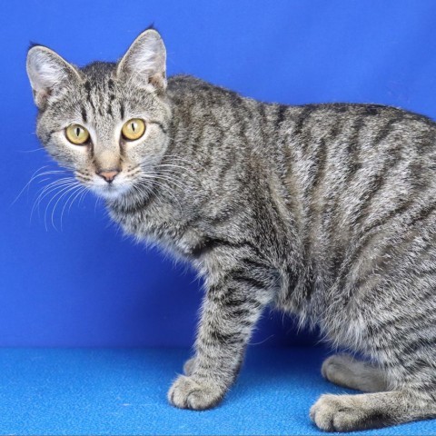 Suzie - 071214S, an adoptable Domestic Short Hair in Tupelo, MS, 38801 | Photo Image 1