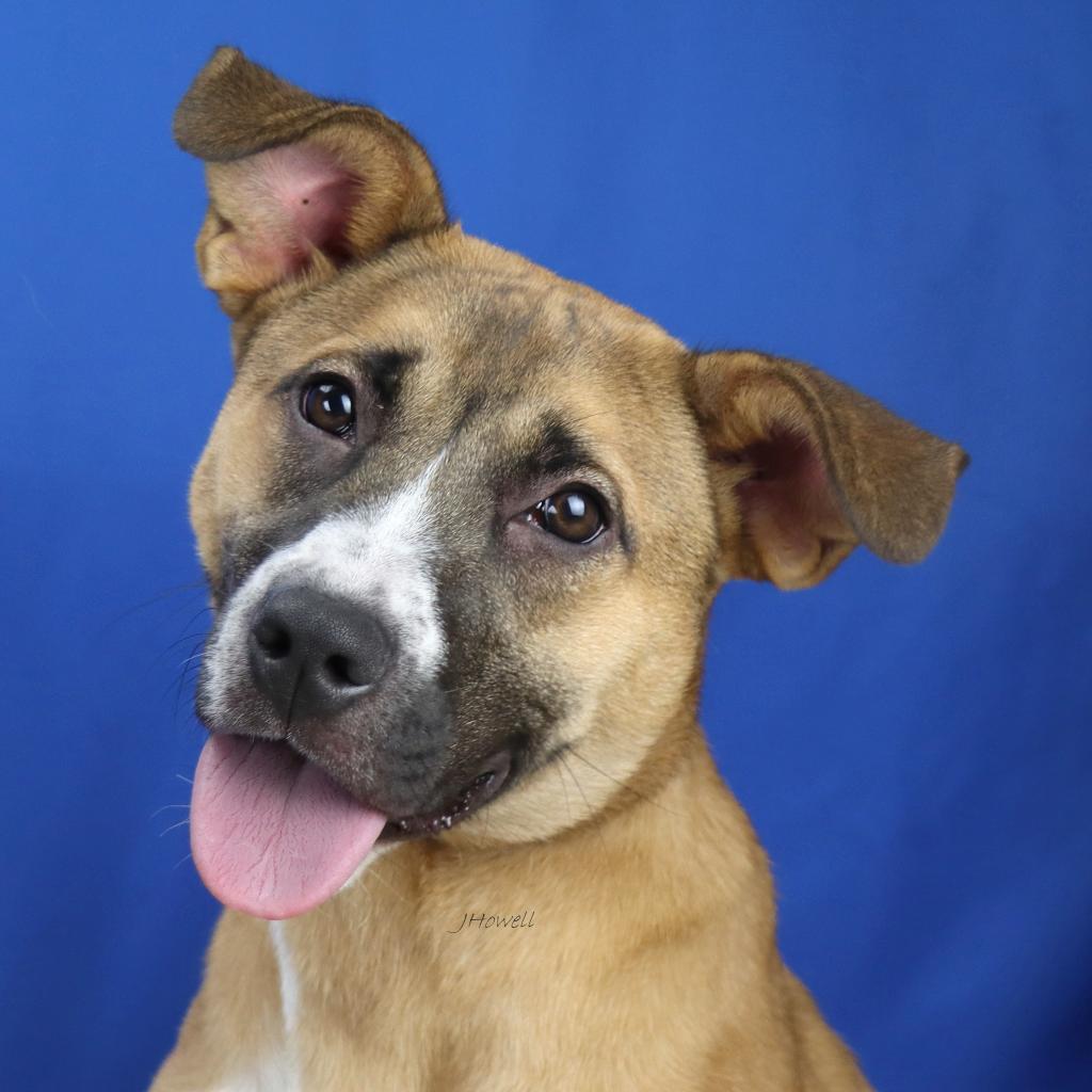 Olivia - 041610S, an adoptable Feist in Tupelo, MS, 38801 | Photo Image 1